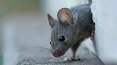 Ce să facă dacă musc mouse-ul?